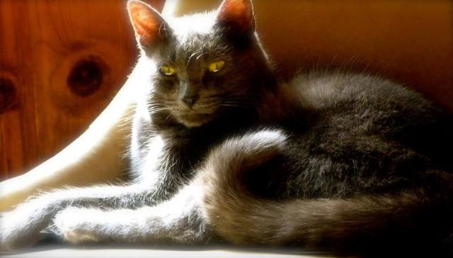 gray cat sitting in the sun